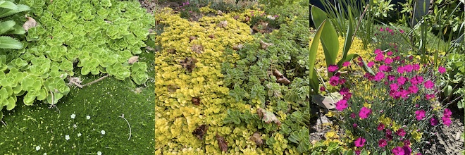 This week: Combining low-growing ground covers