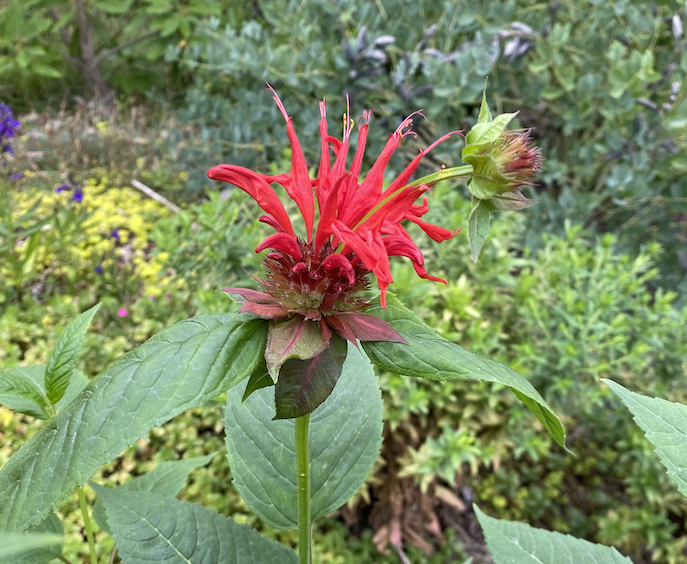 This week: Bee balm, beloved by bees and hummingbirds