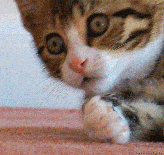 A looping gif of a kitten raising one paw to its mouth with wide eyes, as if in shocked horror.
