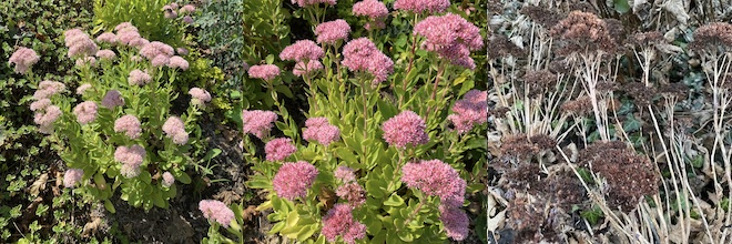 This week: Sedum brings autumn joy to butterflies