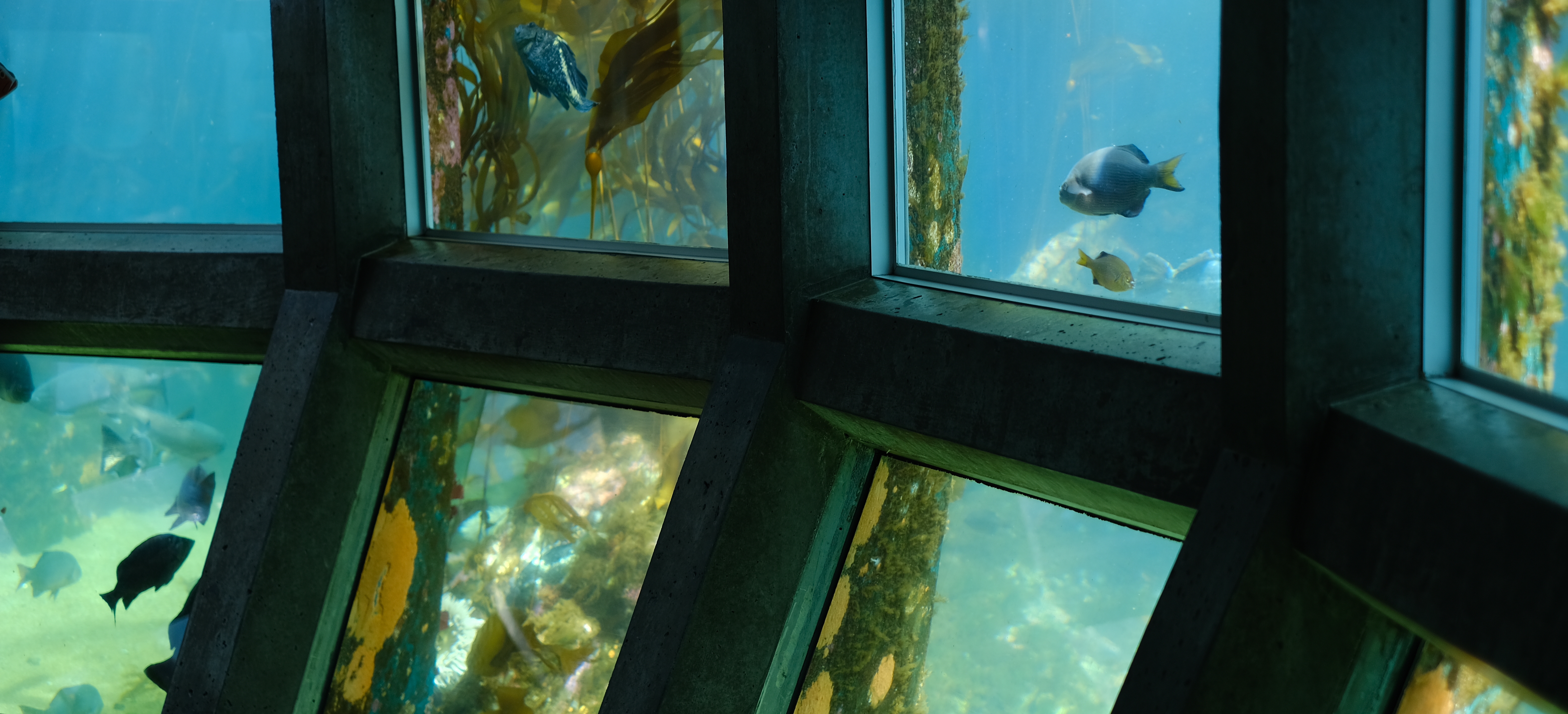 fishes.JPG