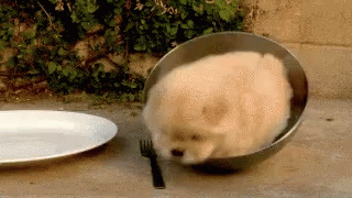 A metal bowl with a puppy in it, rolling around on the floor next to a plate