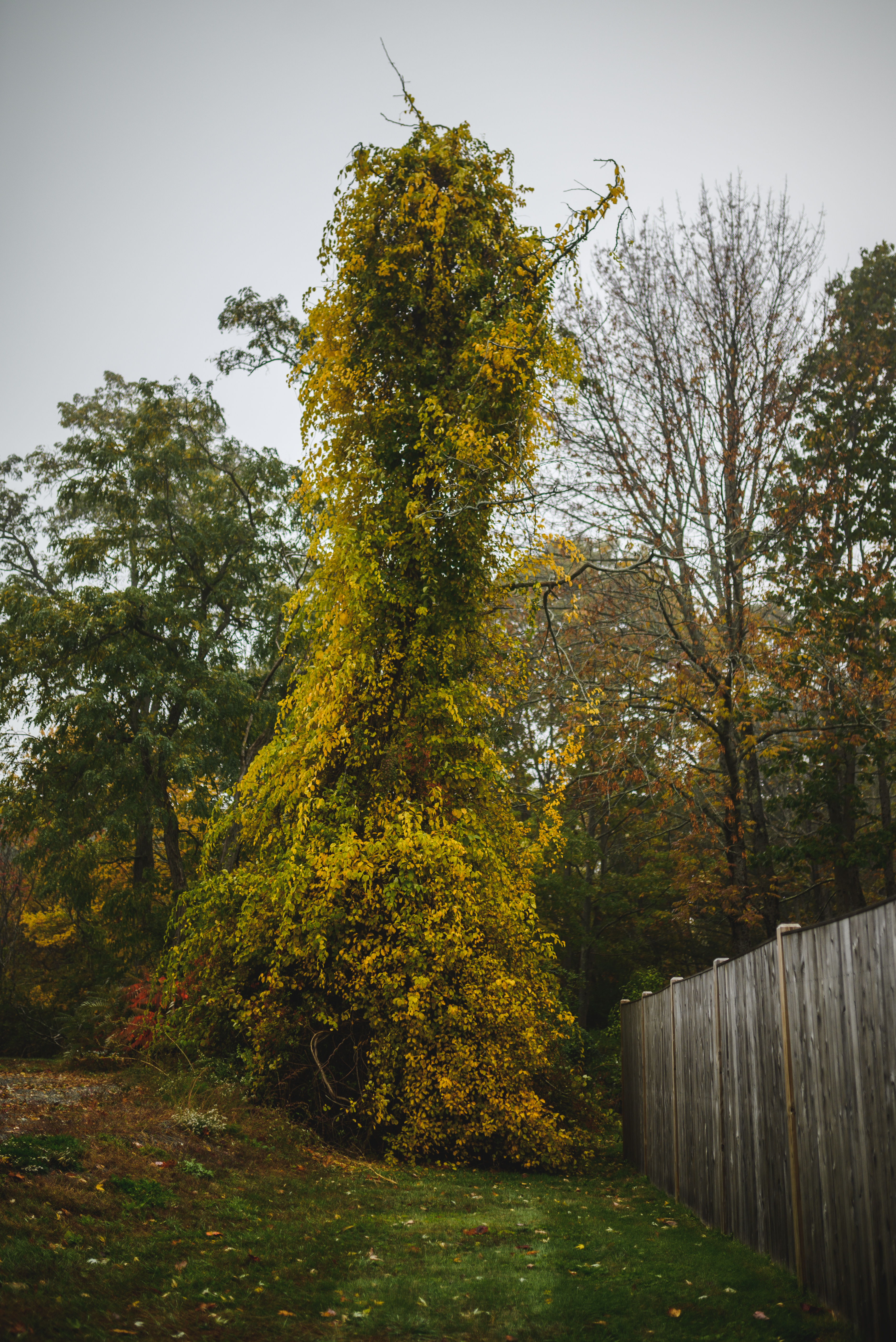 20221017-Belana+Willow15.jpg