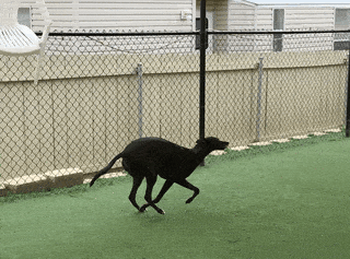 Looping gif of a black greyhound playfully bounding across astroturf, inside a pen at the adoption center.