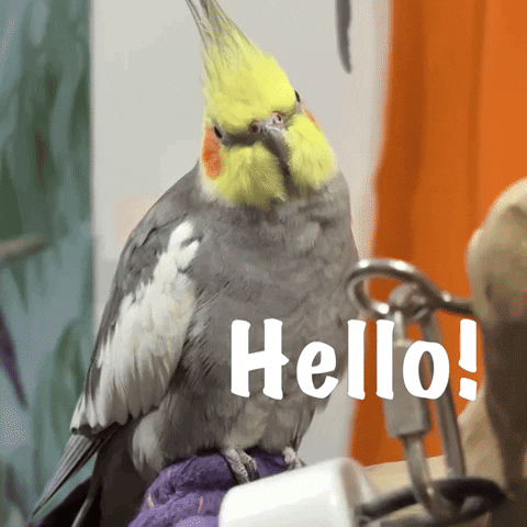 Cockatiel Hello GIF.gif