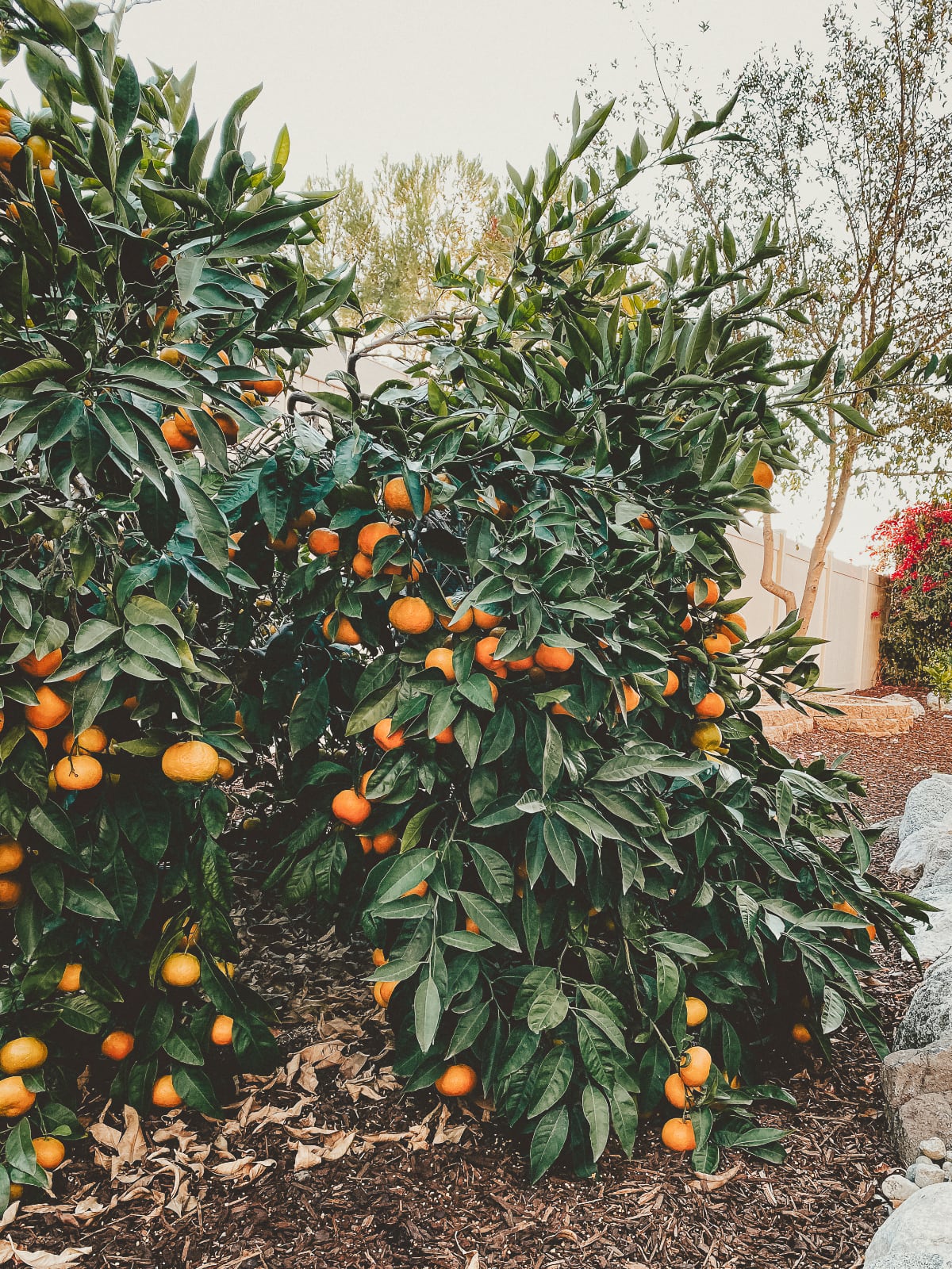 orange-tree.jpg