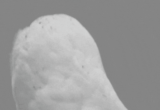 gif mostra uma coruja com expressão espantada