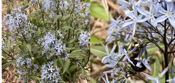 This week: Meet Amsonia, an early native bloomer