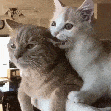 two cats, one is chewing the other's ear