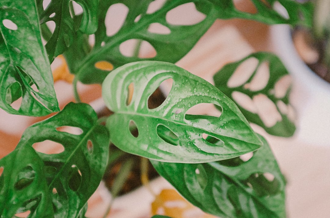 houseplant.jpg