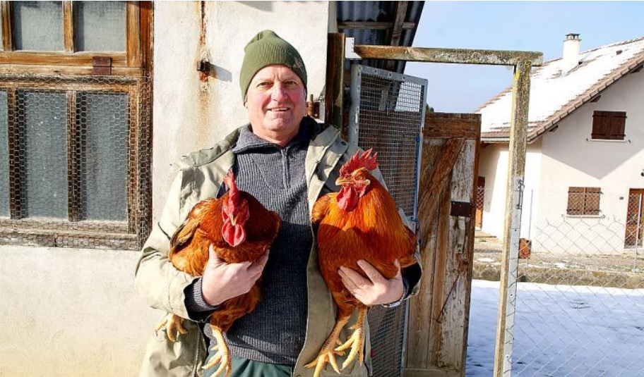 Cockerel.jpg