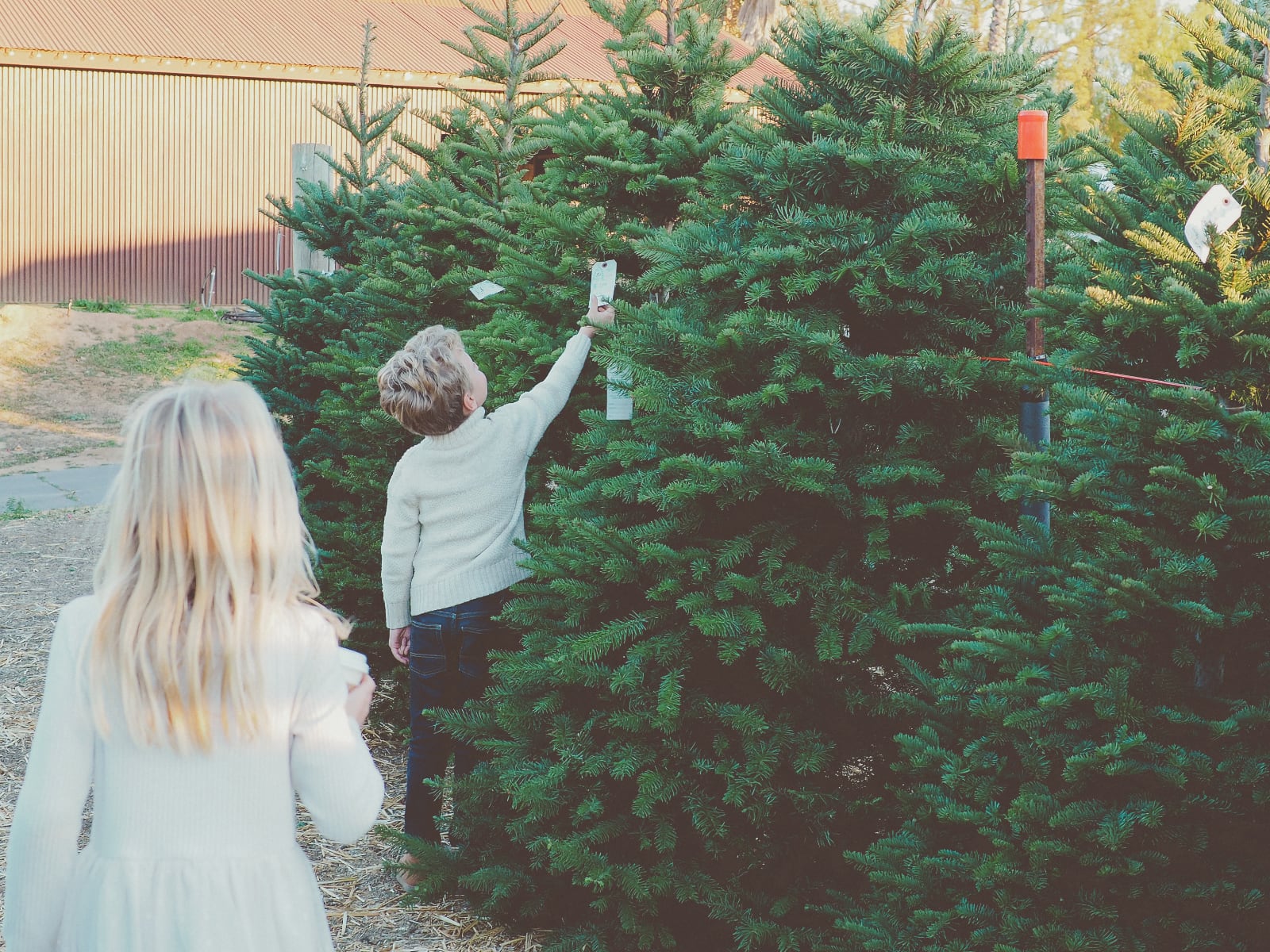 tree-shopping.jpg