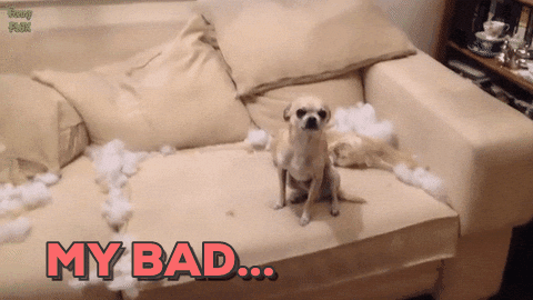 small dog looking guilty on a chewed up couch, text reads 'my bad'