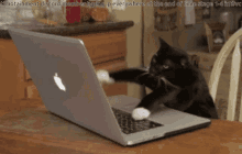 a cat typing quickly on a laptop