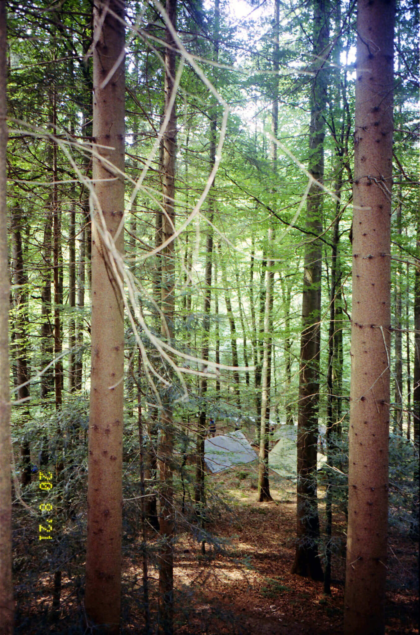 feuille-racine-sortie-nature-enfant-fribourg.jpg