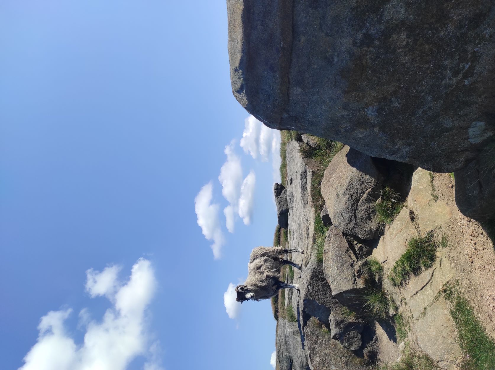 sheep_friend.jpg