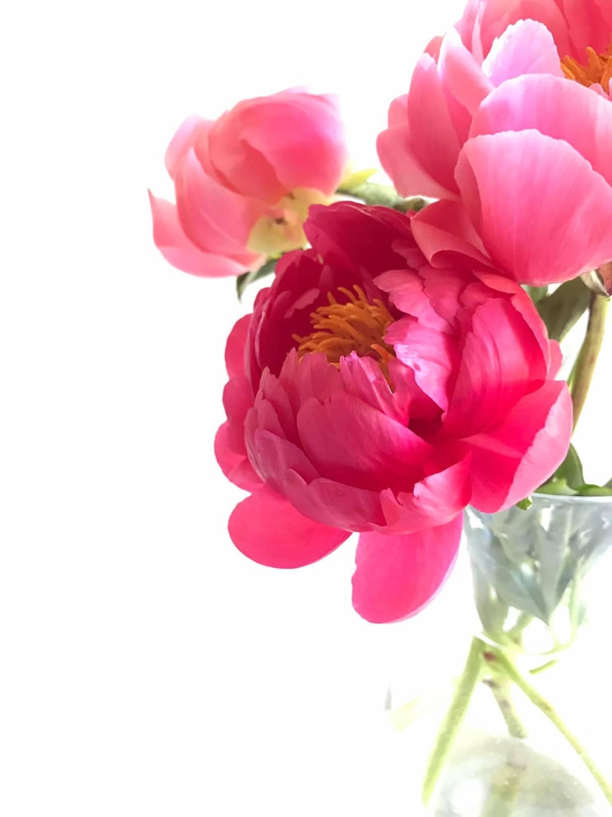 peonies.jpg