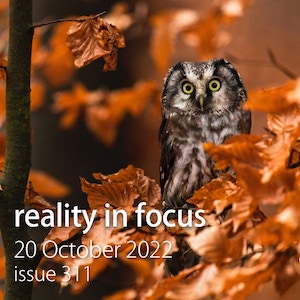 An owl in fall leaves: Reality in Focus issue 311