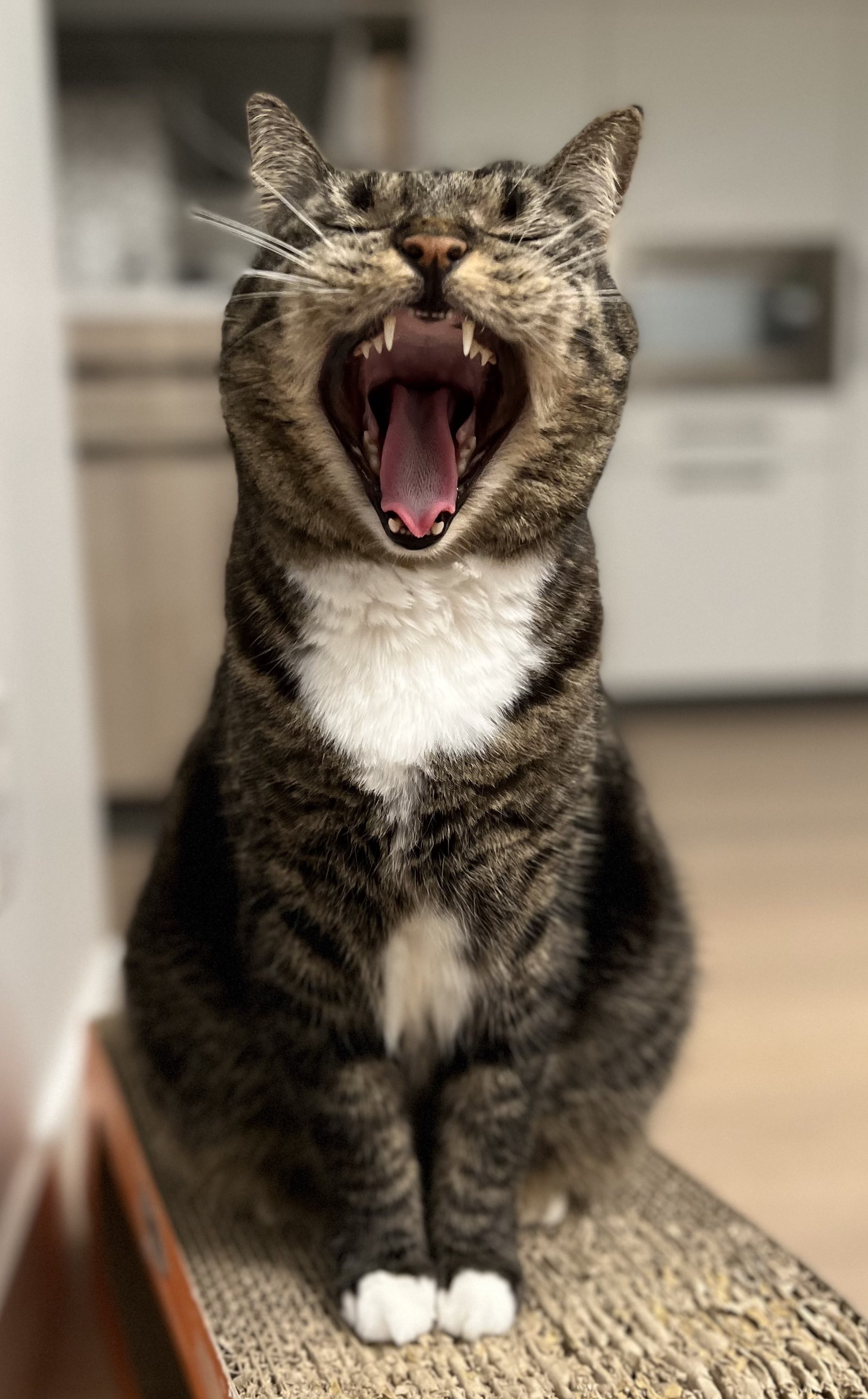 cat.jpeg