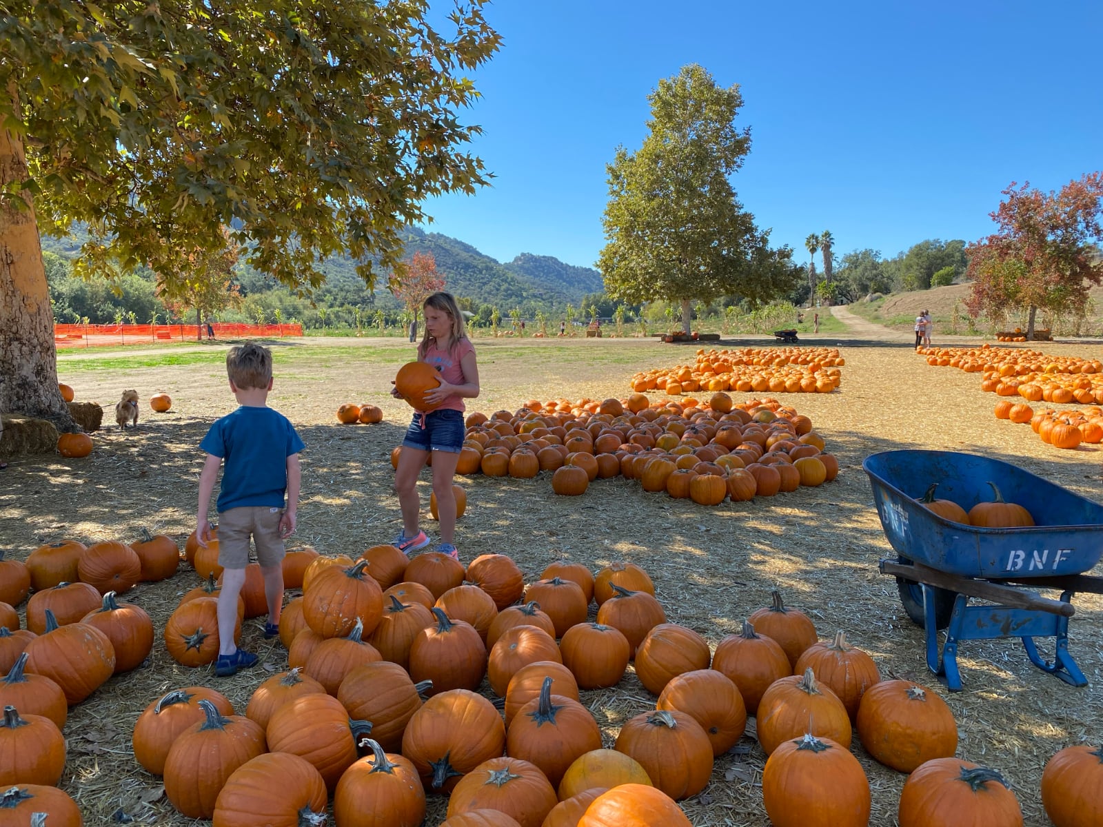 pumpkin-patch.jpg