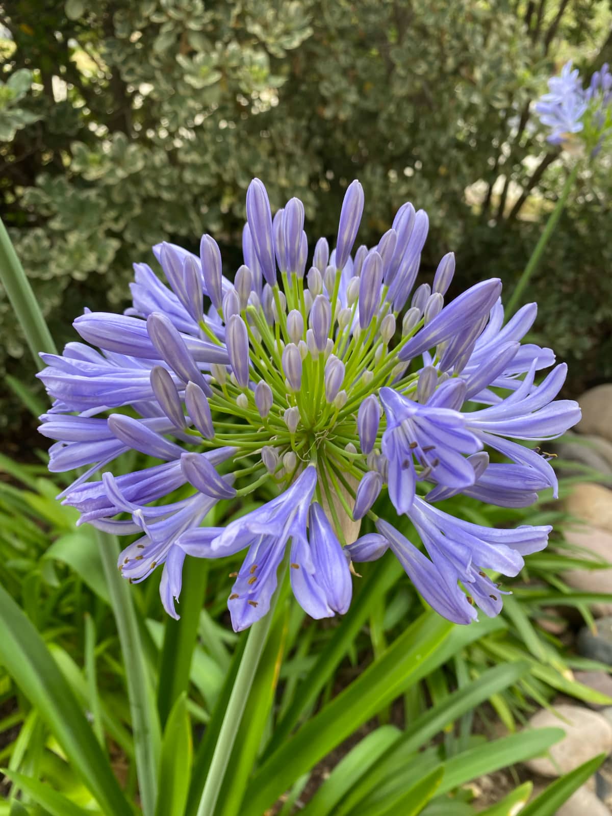 agapanthus.jpg