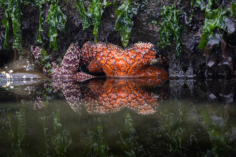 s12e44: Yet Another DALL·E-related Reckon