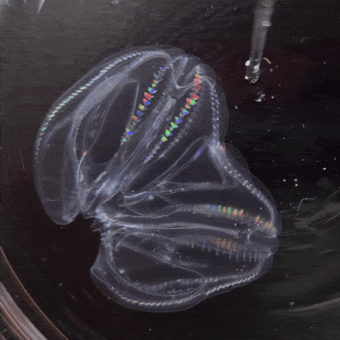 A looping animated gif showing two comb jellies merged into one. They look somewhat like two human hearts, but completely translucent -- you can see through their bodies, and notice white internal parts that appear to be organs, muscles, and nerve endings. They are fused along one side of each jelly. In the animation, a scientist pokes one of the jellies and the entire organism reacts. This clearly illustrates how the two jellies are operating as one single creature