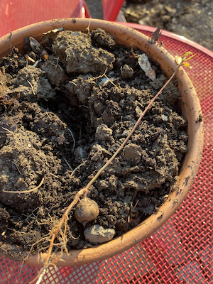 This week: saving oaks and planting sweet alyssum