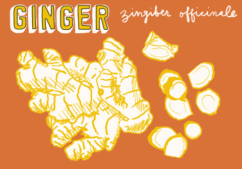 An animation showing a line drawing of ginger.