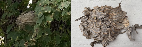 This week: Wasps are beneficial insects too