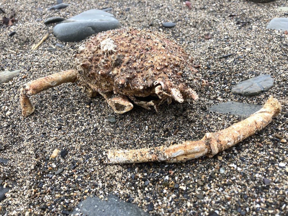 Crab.JPG