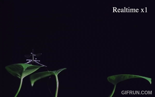 RoboBee_sticks_the_landing_1.gif