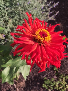 This week: The easiest cut flower to grow