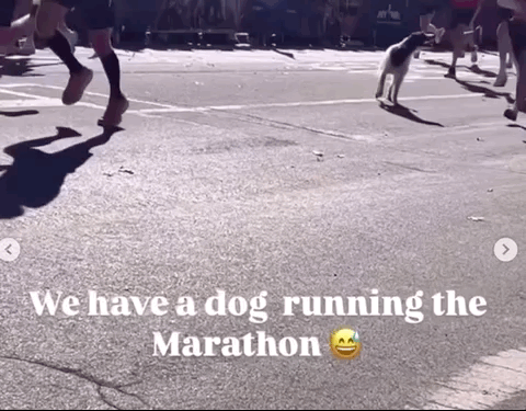 A video of a dog running alongside humans in the NYC marathon, looking very happy and excited as if it is trying to get every human's attention.