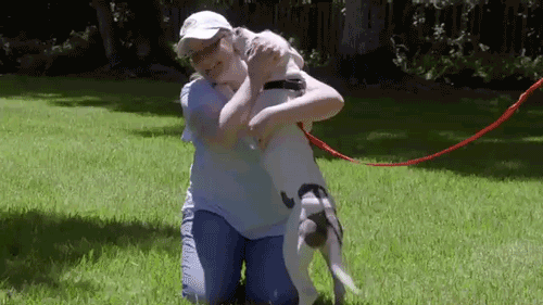 Pit Bulls & Parolees GIF