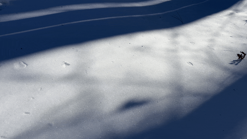 blue sun shadows on white snow