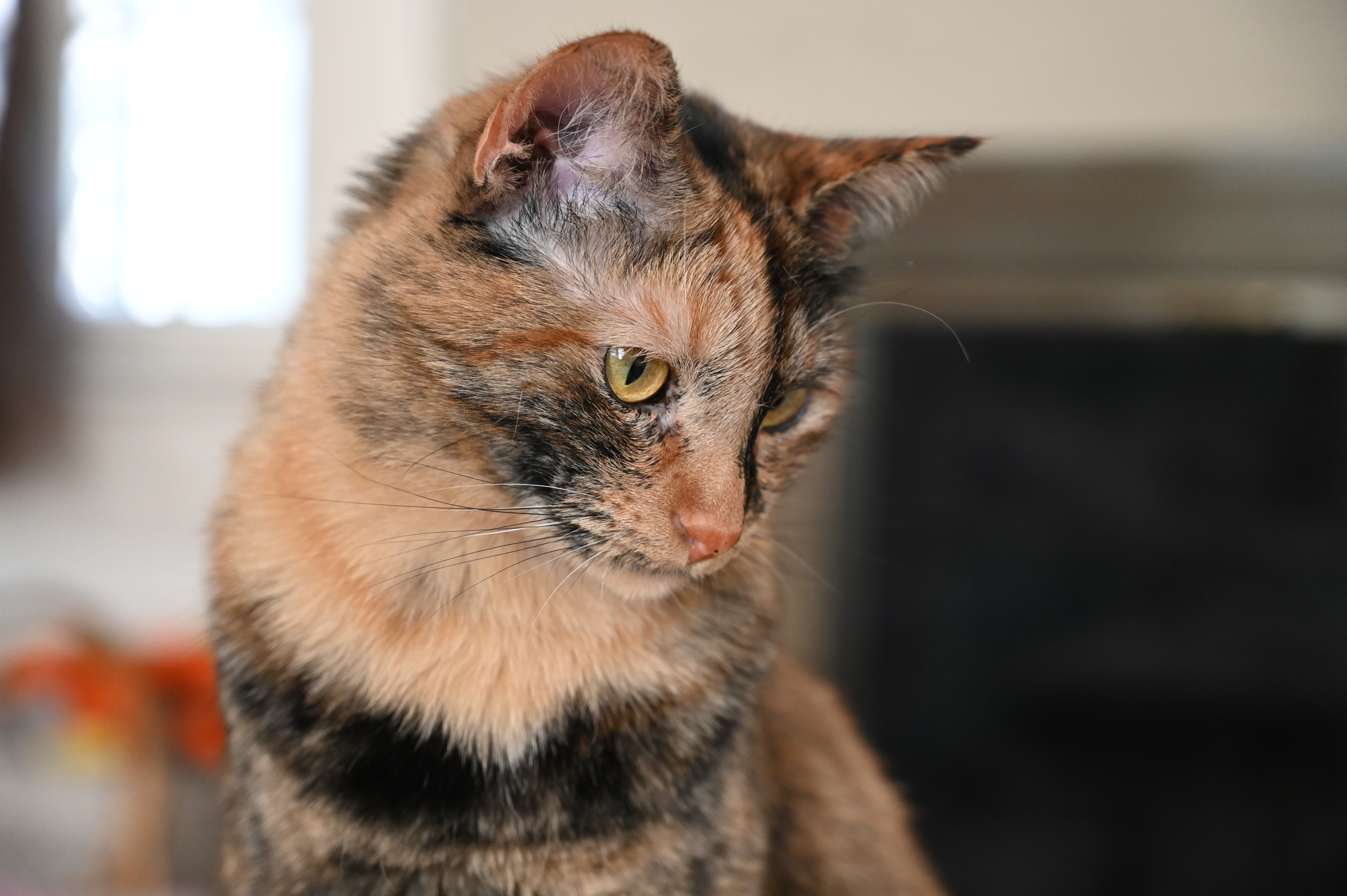 DSC_0095.JPG