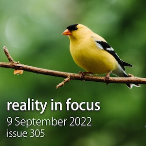 Hi, I'm a goldfinch! Show images to see me