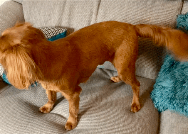 An animated image of a very sleek dog.