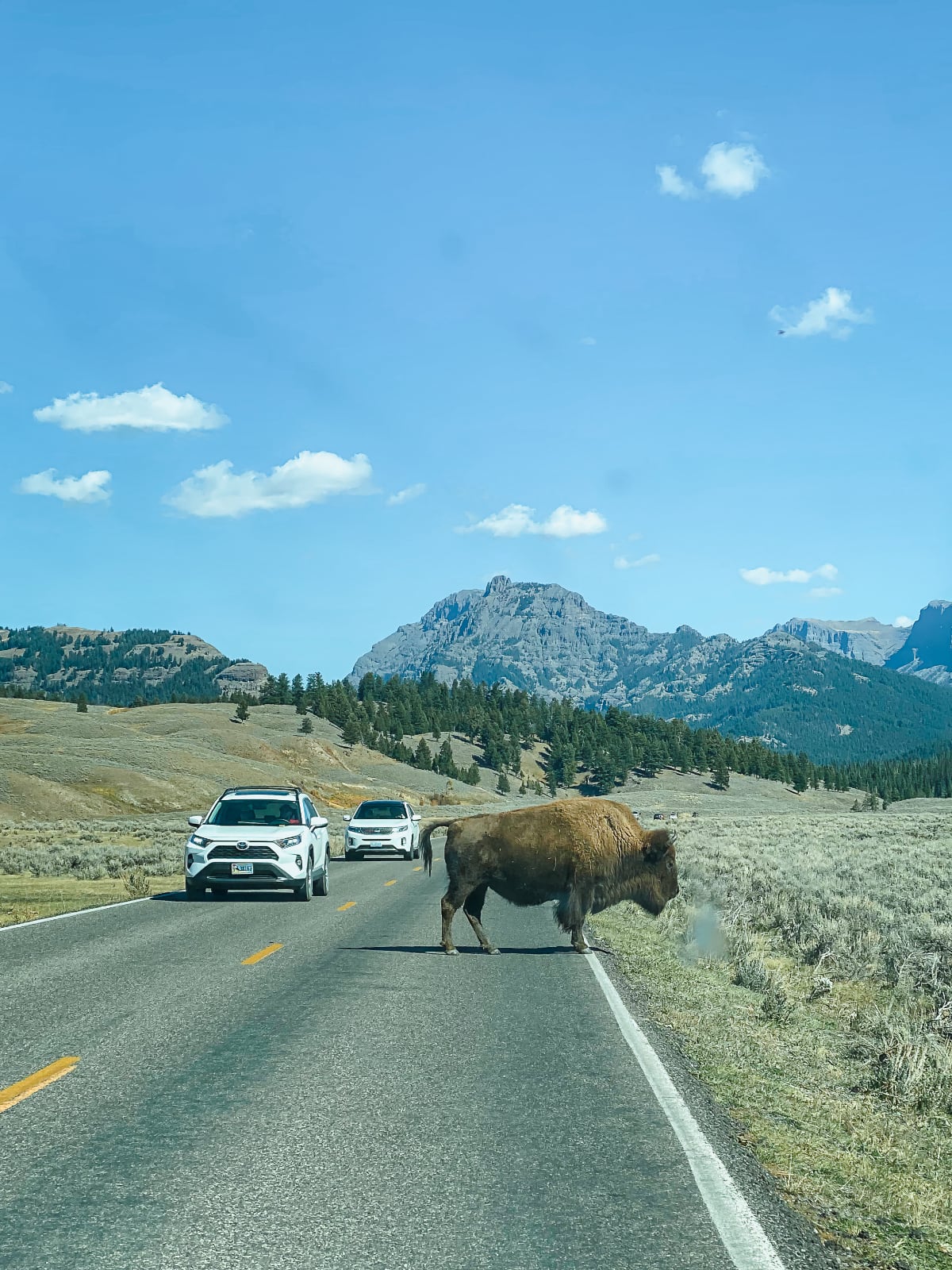 buffalo-jam.jpg