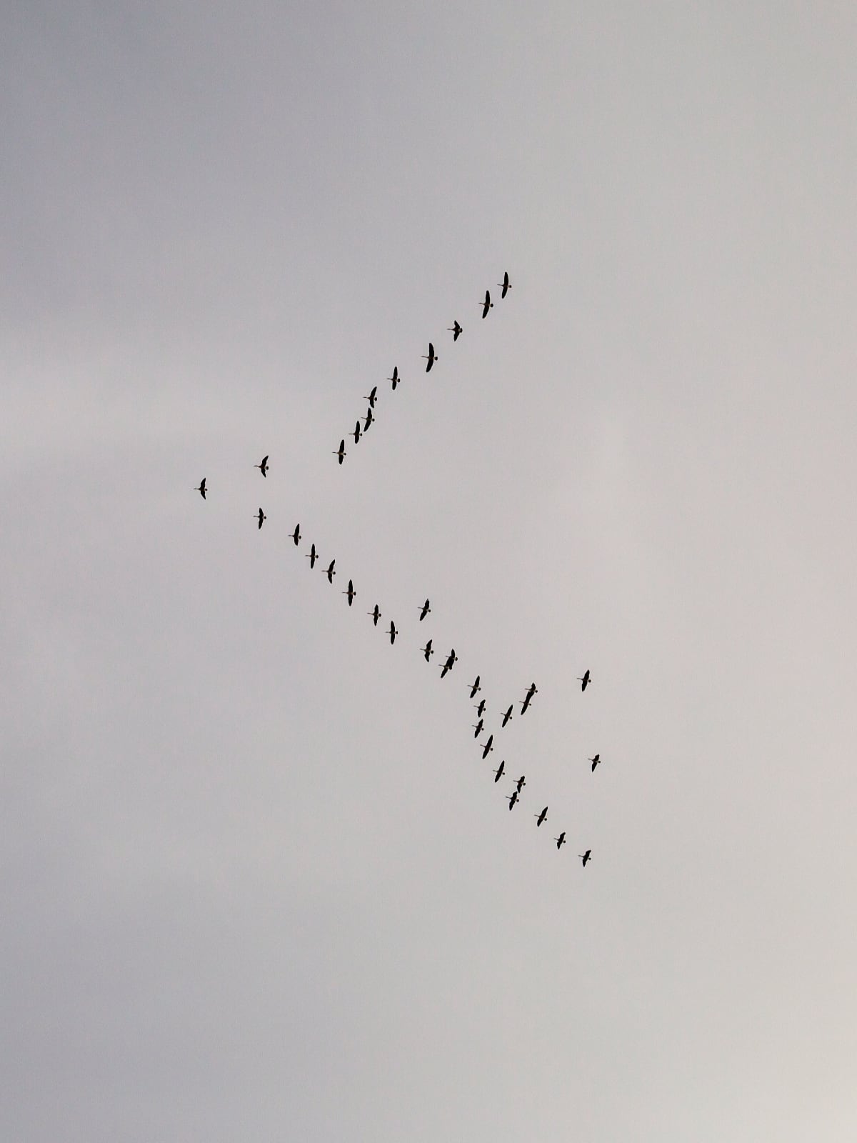 geese.jpg