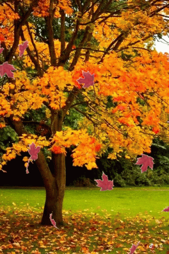 Leaves Falling
