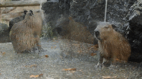 GIF of two capybaras, each relaxing under a gentle waterfall.