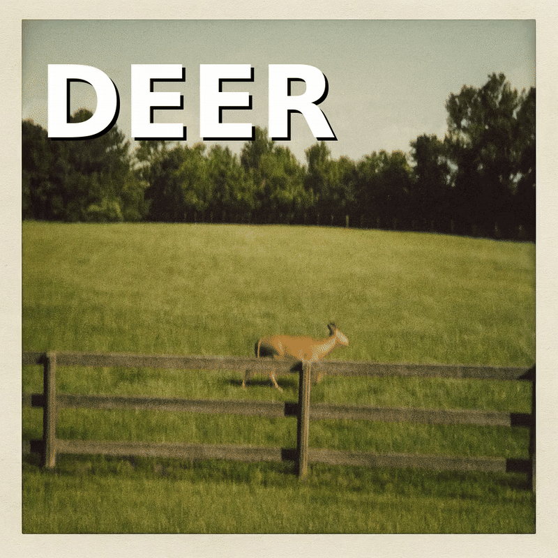 DEER DOG DEER