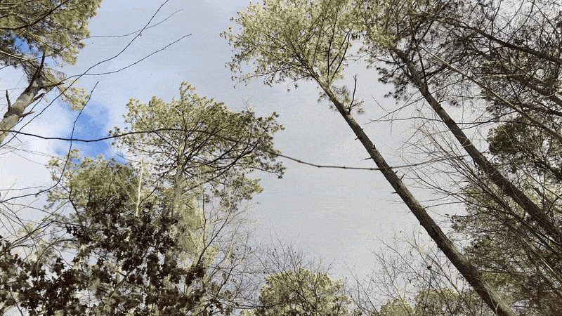 tops of trees and sky
