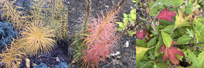 This week: More fun with fall foliage