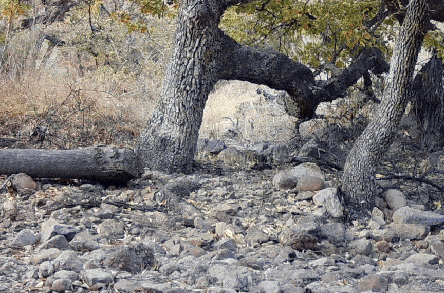 An animated gif of a jaguar slowly crossing a rocky stretch of land, moving from right to left. In the background is a gnarled old tree and behind it a forest