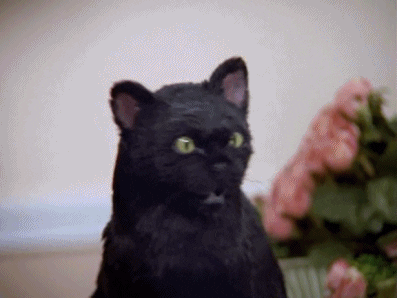 A black cat slapping a white, blonde girl across the face