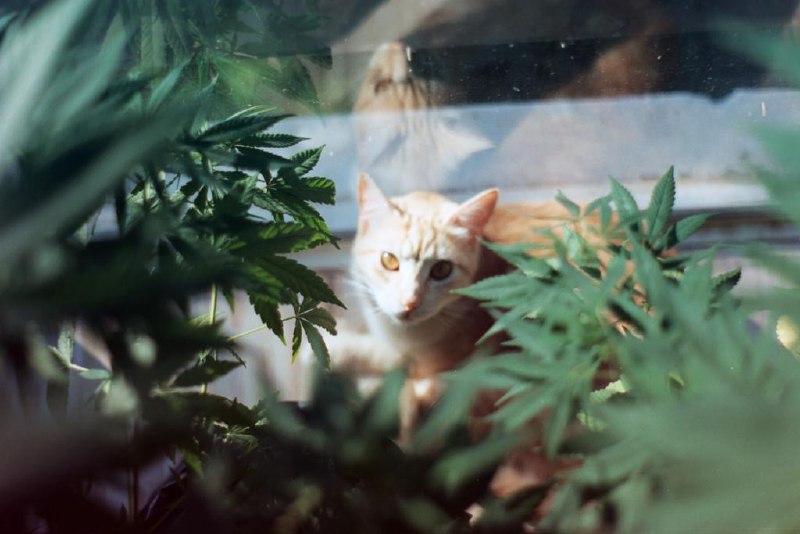 arena plantas.jpg